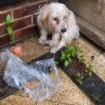 Stranded Puppy in the Rain Gets Unexpected, Heartwarming Rescue