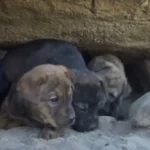 These Frightened Puppies Were Terrified of Their Rescuers Until They Felt Secure