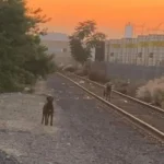 Left-Behind Puppies Waited on Train Tracks for a Week, Hoping Owner Would Come Back