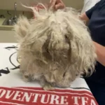 See This Puppy’s Amazing Change After a Much-Needed Grooming Session