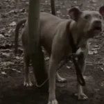 Jogger Rescues Pit Bull Chained in Woods, Begging for Help