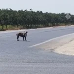 Lonely Pit Bull Abandoned for 15 Months Learns to Trust Again