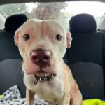 Terrified Pup Wanders Into Traffic, Pleads For Rescue