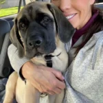 Dog Waits Every Morning to See His Favorite Mail Lady