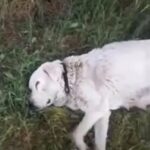 Scared Dog Runs Away from Owner to Seek Help Elsewhere