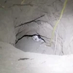 Stray Dog Mom Digs Hole to Keep Her Puppies Safe