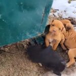 Rescuers Find Puppies Freezing Behind Dumpster and Rush to Help