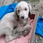 This Lonely Puppy Shivered in the Freezing Cold for Three Days Before Rescue