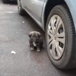 Woman Finds Two Scared Puppies and Quickly Helps Them