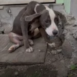 Puppy Was Sad, Then She Found Joy Meeting Her New Best Friend