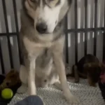 Husky Left by Family Stays Silent Until He Finds New Mom