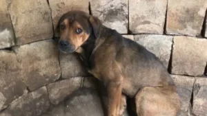 Rescuers Save a Helpless Dog Trapped in a Well