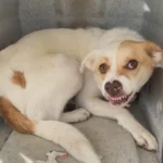 Scared Rescue Dog That Snarled at Everyone Finally Finds Love