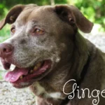 Ignored Dog Finally Finds a Forever Home After 10 Years in Shelter