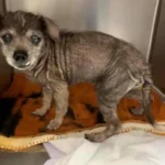 Heartbroken 16-Year-Old Dog Abandoned by His Owners at Shelter