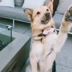 Clever Dog Created Her Own Way to Talk to People