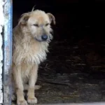 Shelter Dog’s Heart Filled With Joy by New Mom’s Gift