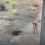 Stray Dog Shows Up at Someone’s Home Hoping to Be Adopted