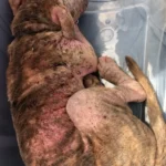 A Sick Pittie With Hardened Skin Fully Recovers Against All Odds