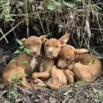 Rescuers Stunned to Discover Three Small Abandoned Puppies Fighting for Life in the Woods