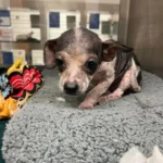 Tiny Shelter Chihuahua Puppy Finds Love and Becomes a New Dog