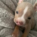 Puppy Called ‘The Ugliest’ Finds Joy After Meeting a Wonderful Person