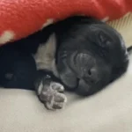 Newborn Puppy Abandoned by Owner Finds Joy in a Fresh Start