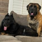 Gentle Giant Dog Heartbroken Over Losing His Beloved Little Sister