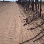 Filmmakers Spot 2 Tiny Pups in Desert and Jump into Action