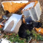 Rescuers Rushed to Help Two Starving Puppies Found in a Trash Heap