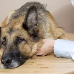 Why Does My Healthy German Shepherd Have Diarrhea?