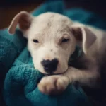 A Little Girl Convinces Her Mom To Adopt An Adorable Deaf Puppy