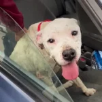 Rescued Pittie Now Enjoys Ocean Runs with New Dad