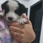 Small Puppy Discovered by Roadside Turns Into Beloved Shelter Star