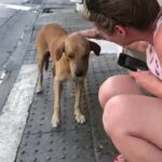 Lonely Dog Seeks Help from Passersby, Life Changes Dramatically