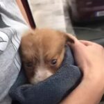 Puppy Left By The Road Finds Hope And A New Life With Rescuers